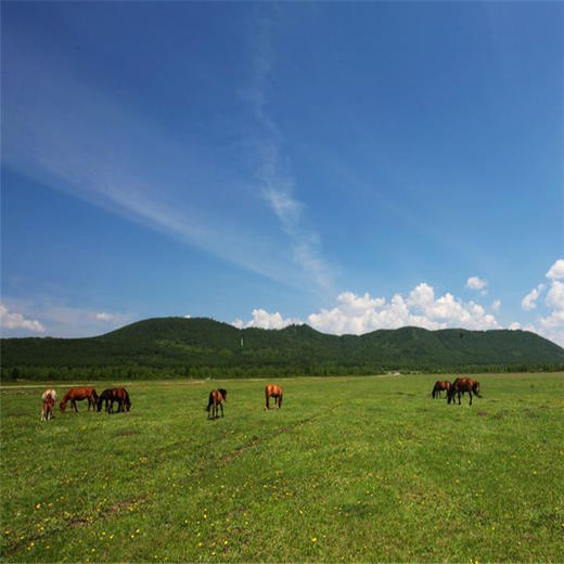 【暑假亲子游】阿尔山 科普火山地址 自然生态 人文风土 商品图2