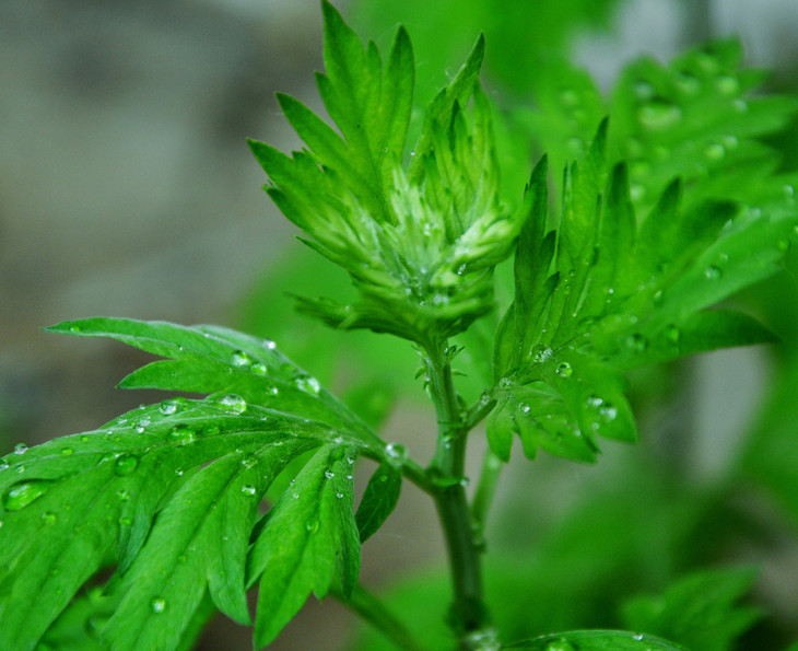 【晚市秒杀】本草纲目艾草驱蚊抑菌系列内衣皂 成分天然三重抗菌