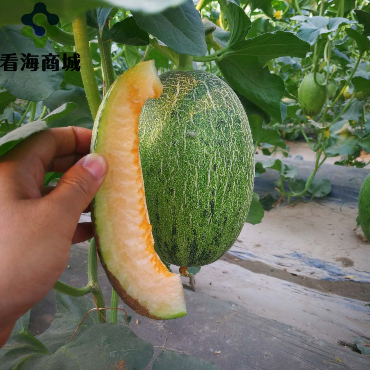 ɳ۹