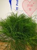 芦笋草 商品缩略图0