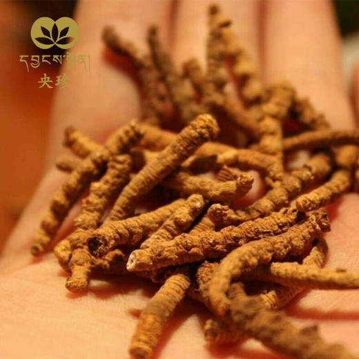 断枝虫草-央珍虫草 商品图1