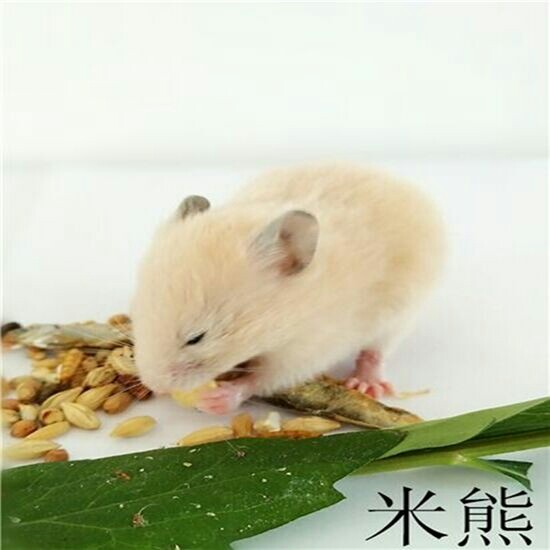 包邮宠物仓鼠活体金丝熊小宝宝 米熊奶牛熊眼圈熊虎纹熊 仓鼠熊类