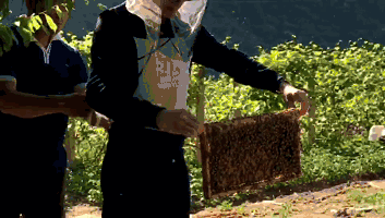关门山蜂巢蜜 嚼着吃,不用再担心蜂蜜掺假了