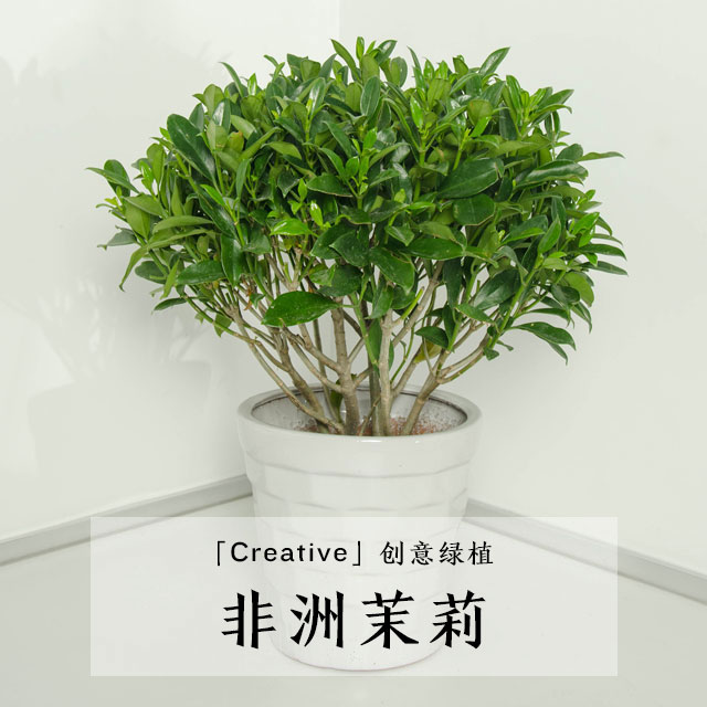 「绿色植物」非洲茉莉 中型不含盆