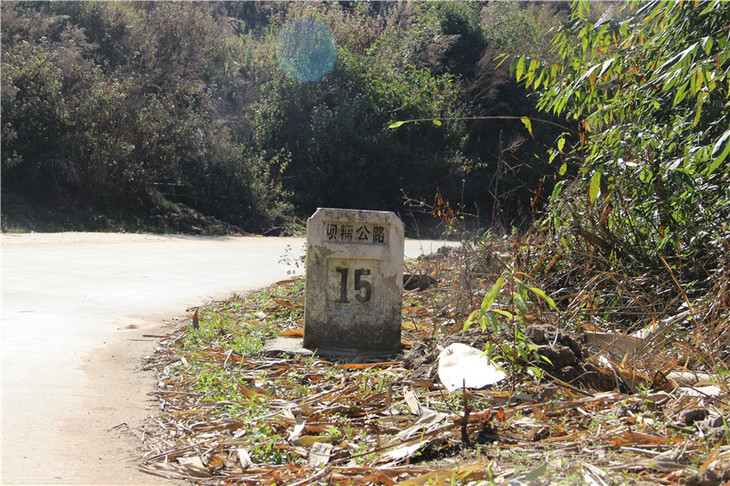 勐库坝糯 云南最大的藤条茶古茶园,被称为藤条茶之乡