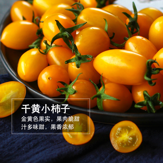 千黄小柿子