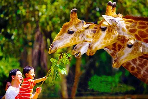 【童趣奇妙夜】游碧峰峡熊猫园，住萌趣东方动物主题酒店， 商品图0