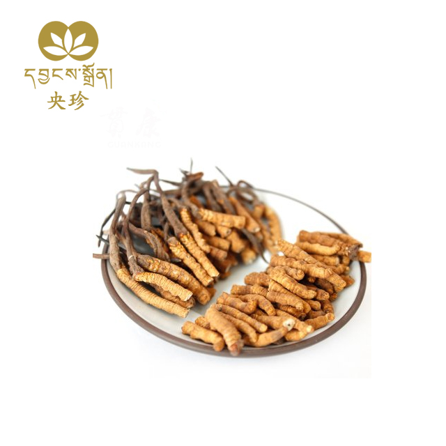 断枝虫草-央珍虫草