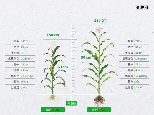 国审品种野风160 商品图2