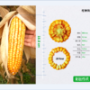 国审品种野风160 商品缩略图0
