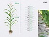国审品种野风160 商品缩略图1