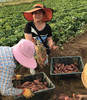 【海南桥头沙地瓜】 香薯红薯地瓜，软糯绵密，细腻香甜，放一放淀粉转糖后口感更好，建议水煮30分钟 商品缩略图4
