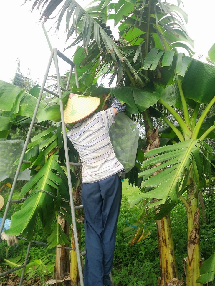 绿家自产 | 老实芭蕉干巴巴 *self-production | dried honest banana