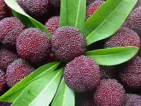 （永久下架）星座农场--- 慈溪荸荠杨梅（精选100颗）