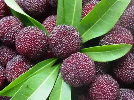 （永久下架）星座农场--- 慈溪荸荠杨梅（精选100颗） 商品图0