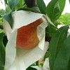 四川龙泉水蜜桃 商品缩略图3