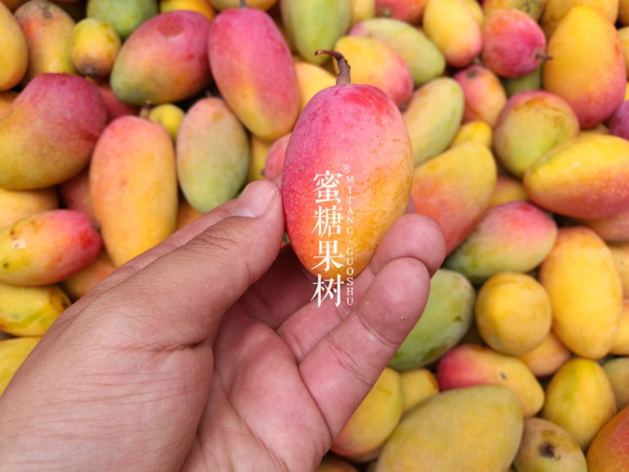 核薄如纸,味甜似蜜,香气扑鼻,色艳如丝,乖巧玲珑