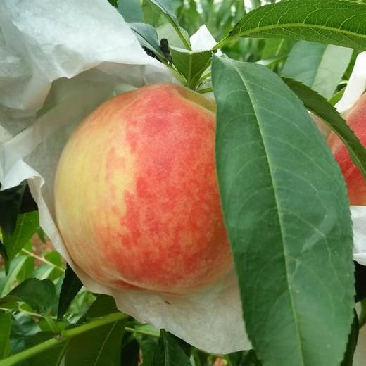 四川龙泉水蜜桃 商品图1