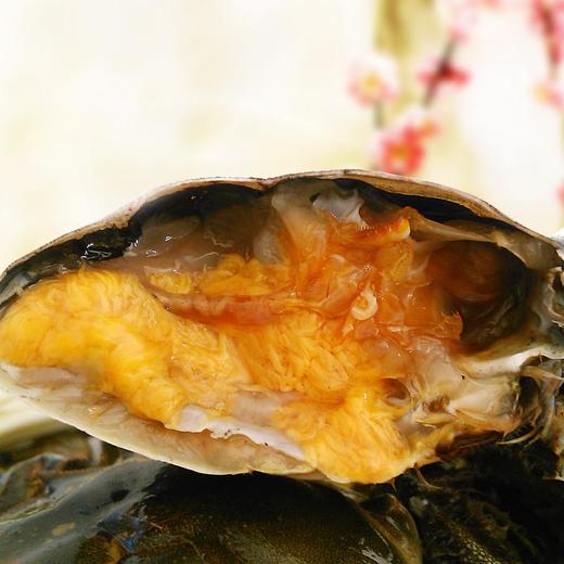 浅水湾六月黄大闸蟹 商品图3