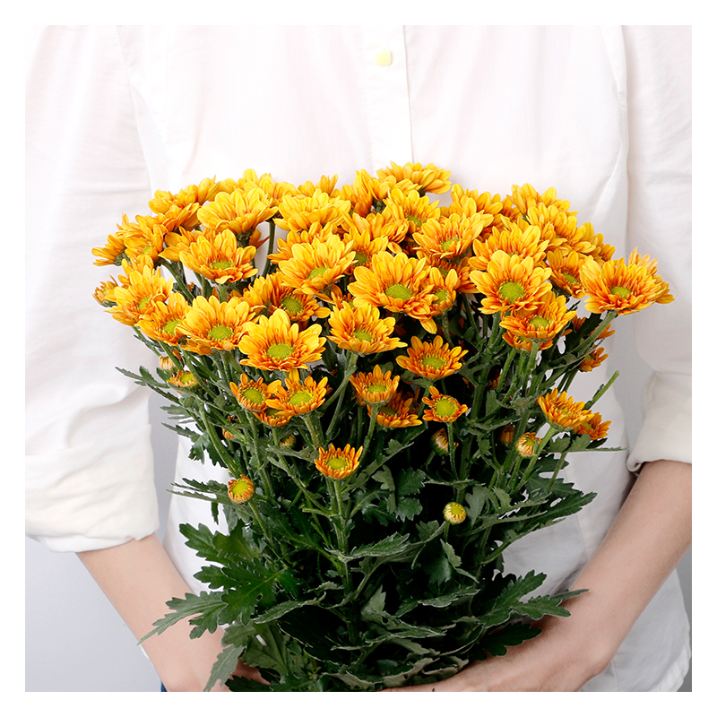 多头菊 8到10支 环保牛皮纸礼盒