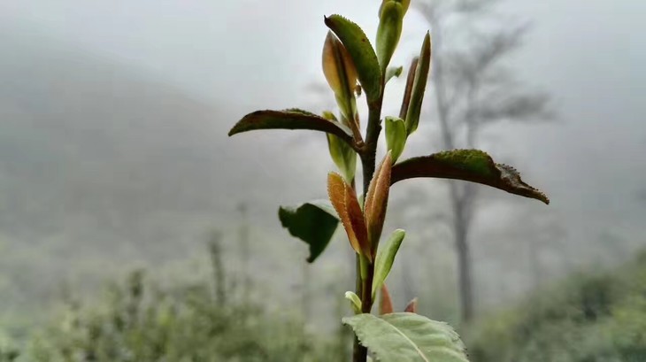 方山紫笋茶绿茶/红茶