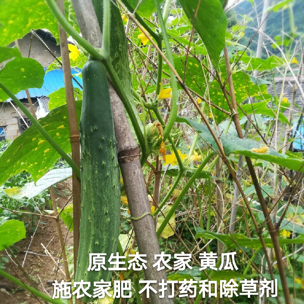 原生态 农家 土黄瓜 500克