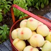 （永久下架）【应季水果】阳山水蜜桃（甜到心坎）江浙沪包邮 商品缩略图0