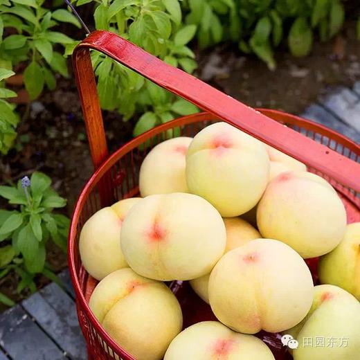 （永久下架）【应季水果】阳山水蜜桃（甜到心坎）江浙沪包邮 商品图0