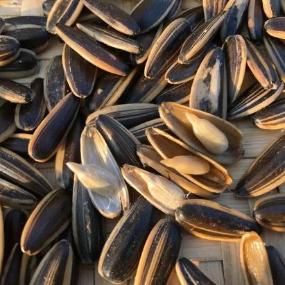 合作生产 | 唠嗑助攻益智瓜子 商品图0