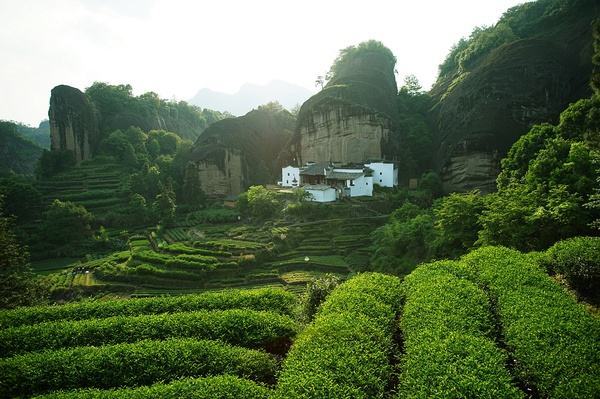 马头岩肉桂| 净含量100克 武夷山马头岩正岩山场 桂皮香锐利 霸气的