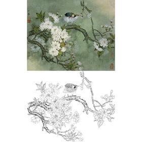 工笔花鸟白描底稿-周中耀-樱花《自娱》-斗方小品册页-多种白描尺寸可选-ZT15