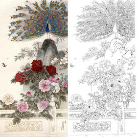 四尺六尺竖幅工笔花鸟白描底稿-牡丹孔雀-王庆升《争春》-多种白描尺寸可选-RT06