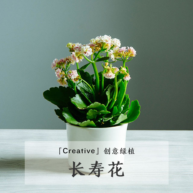 「创意绿植」长寿花 含盆器
