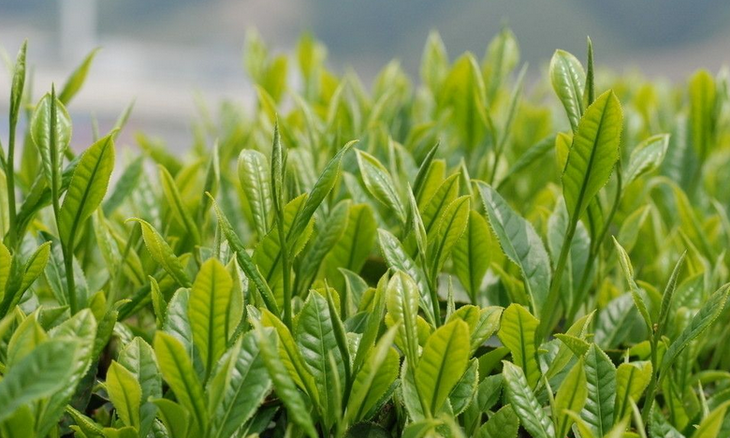 贡眉,有时称作寿眉,乃以菜茶有性群体茶树芽叶制成的白茶.