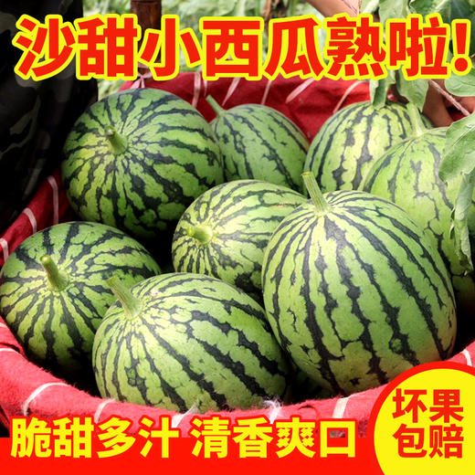 秋茬沙甜小西瓜！皮薄籽少 汁甜味美 850克  两份减5元 商品图0