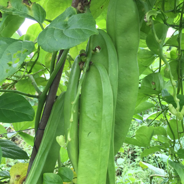 药典正品 野生刀豆壳 天然无硫野生刀豆壳 中药材批发