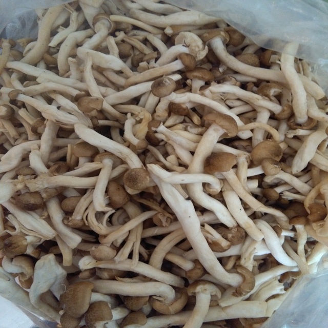 蟹味菇通货一份1斤 6元(实物多退少补,售出不退)