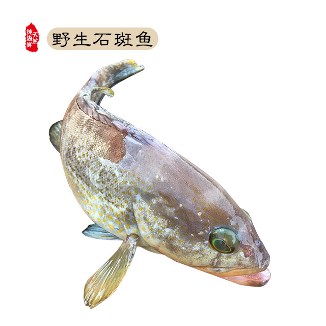 野生石斑鱼(2-3条/500g)