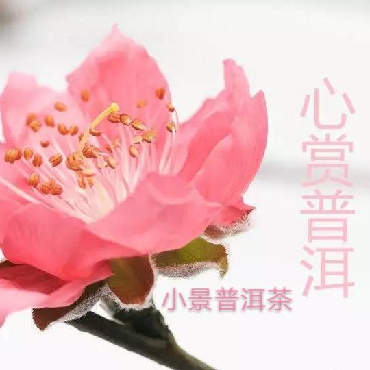 小景景普洱茶200511