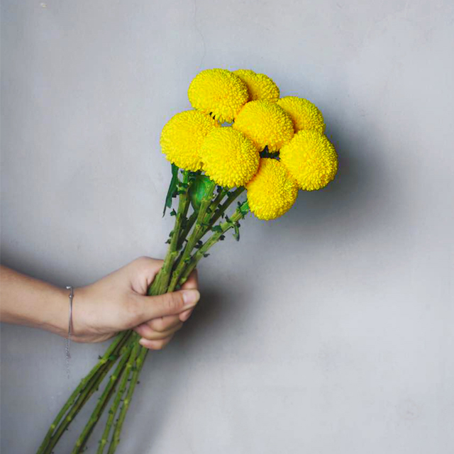 做自己的花艺师----花材·乒乓菊