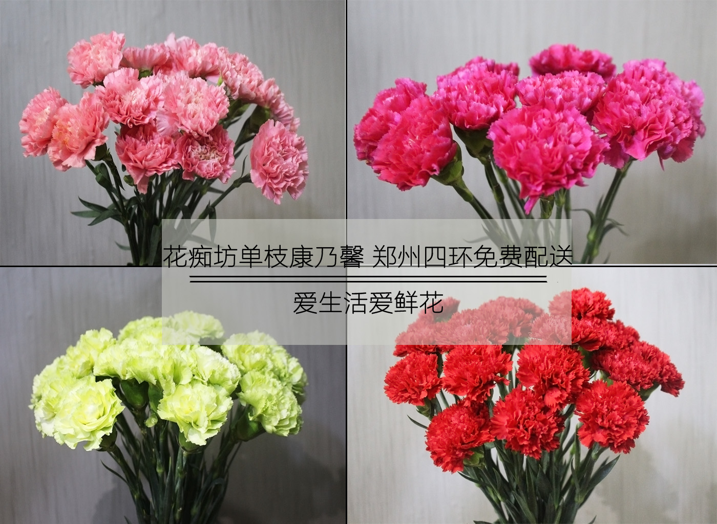康乃馨 单枝 散花