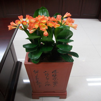 君子兰(三棵)