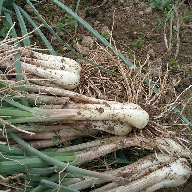 农家新鲜蔬菜葱头荞子葱头 薤白头藠头 腌制泡菜原材料 现挖500克