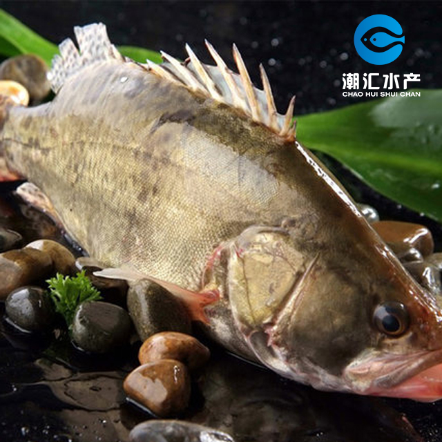 【活鲜】桂花鱼1-1.5斤 (500g)
