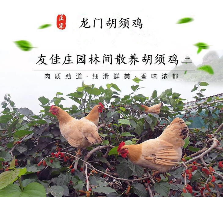 正宗龙门胡须鸡生鲜鸡 900g左右 顺丰包邮