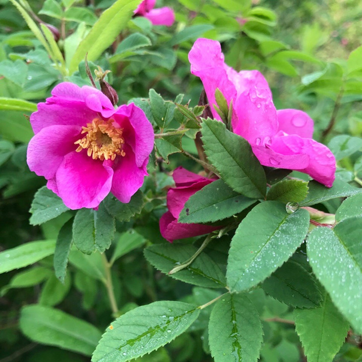 2017年夏新摘·大兴安岭野生玫瑰花茶