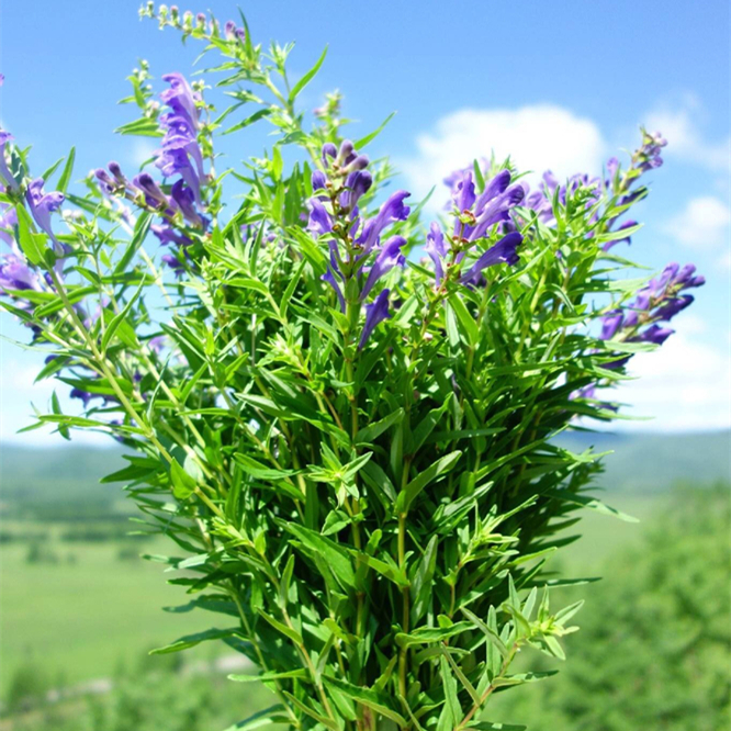 2017年夏新采·泻肺火降血压:野生黄芩茶