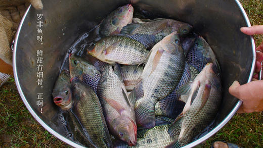 绿家自产 | 生态鱼份额 商品图3