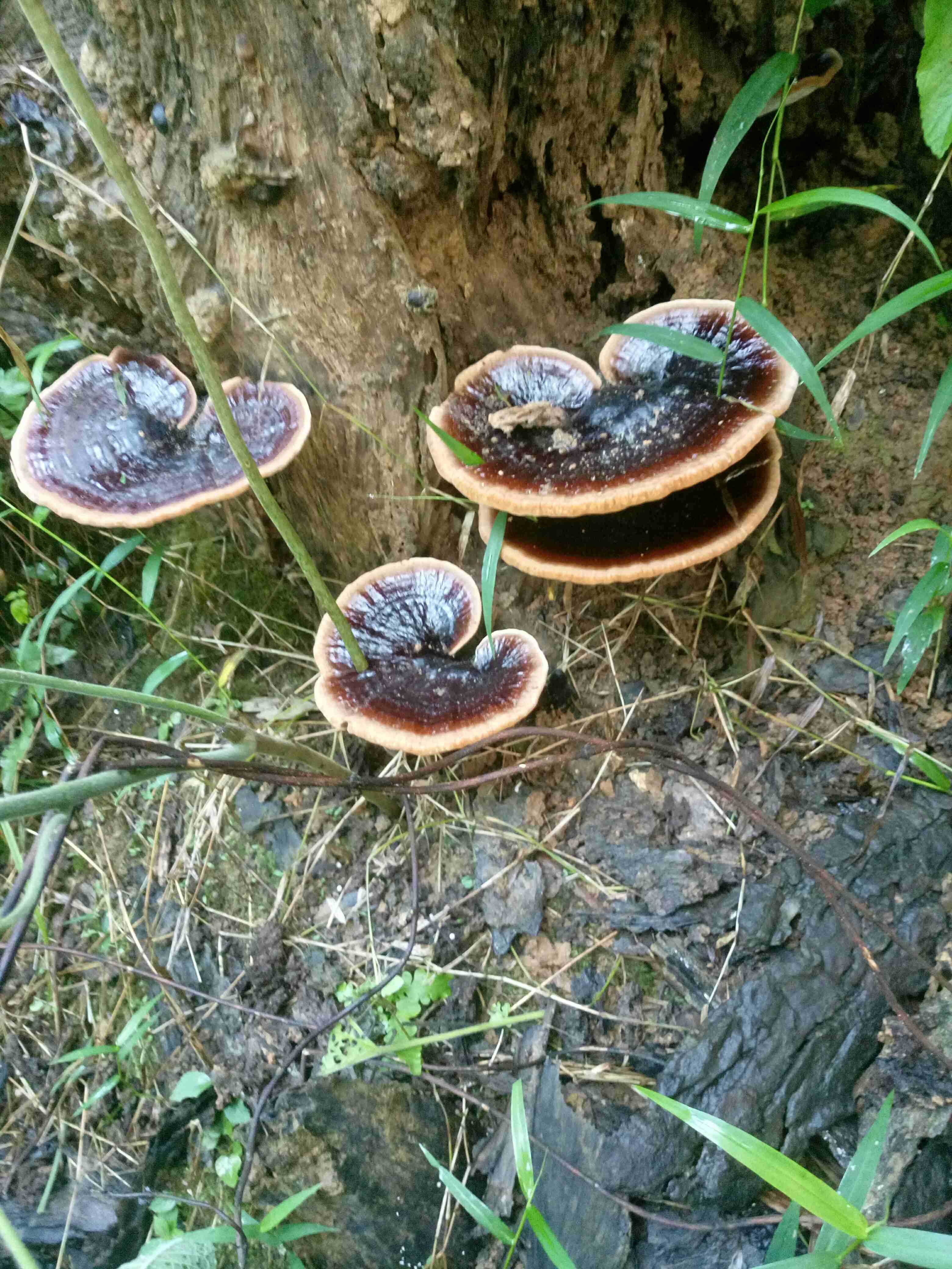 广西贺州深山野生灵芝,500块钱一斤.