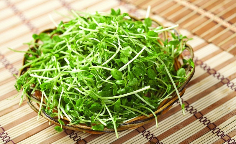 芽苗菜烹饪秘籍